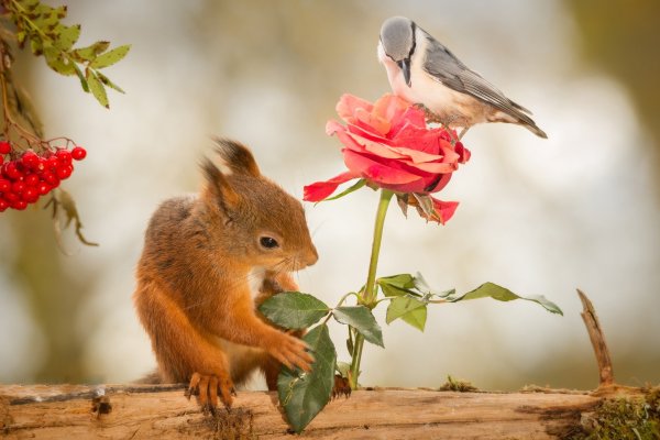 Цветы и животные