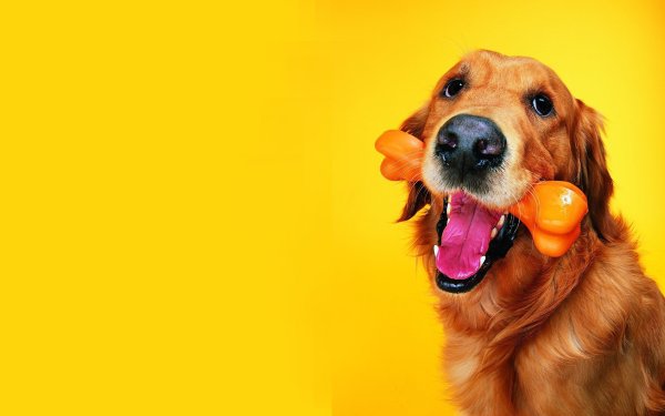 Собака на оранжевом фоне
