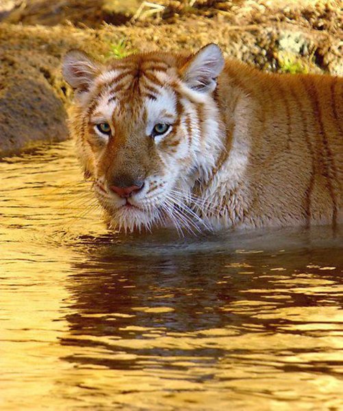 Золотой тигр с тигренком