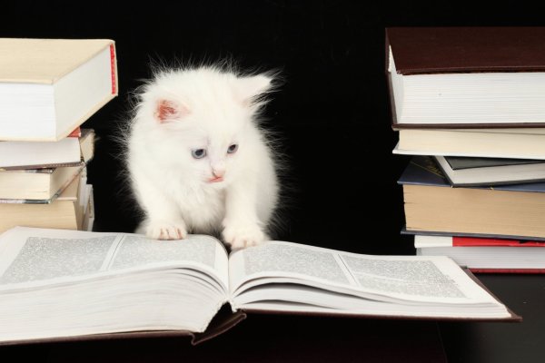 Животное с книгой на белом фоне