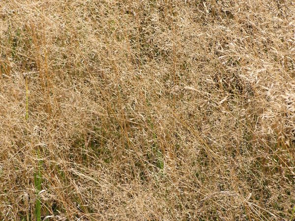 Текстура жухлой травы