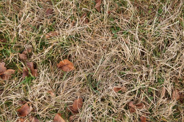 Жухлая трава осенью