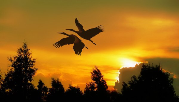 Птицы на Восходе солнца