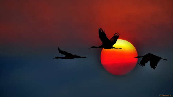 Птица на фоне солнца