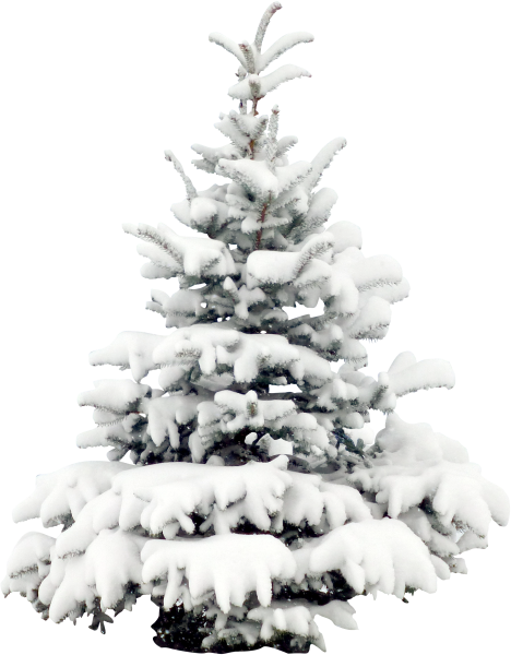 Новогодняя елка на белом фоне