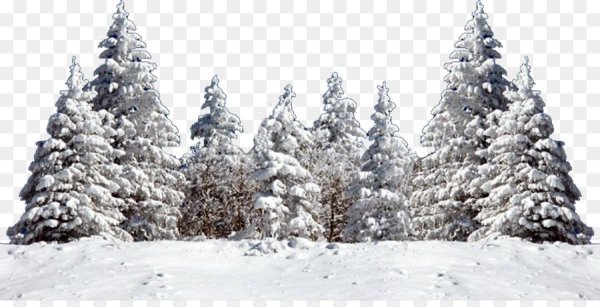 Елочка в снегу на прозрачном фоне