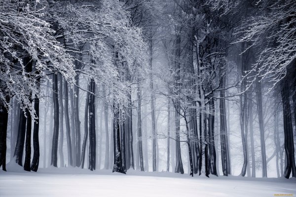 Зима на темном фоне белым