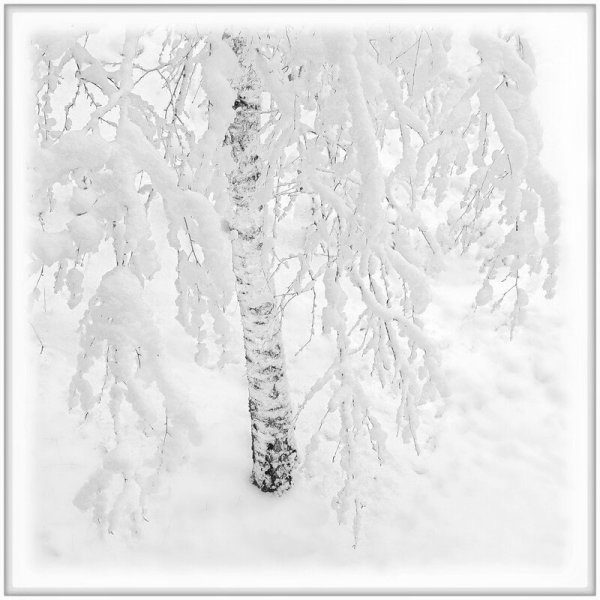 Береза в снегу на прозрачном фоне