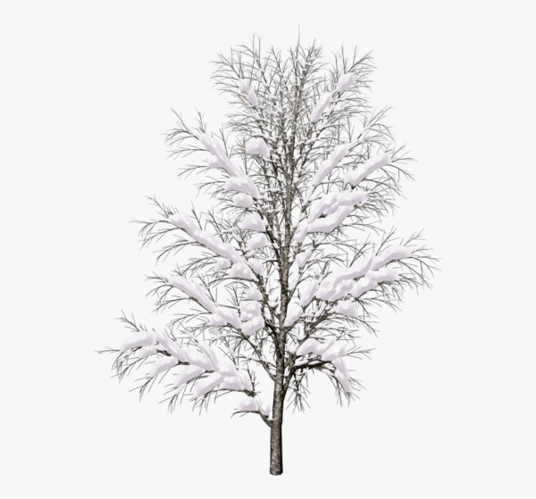 Дерево зимой без фона
