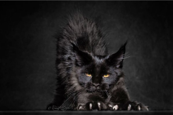 Чёрный кот Мейн-кун фото
