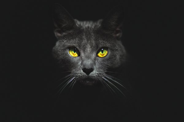 Злой черный кот на черном фоне