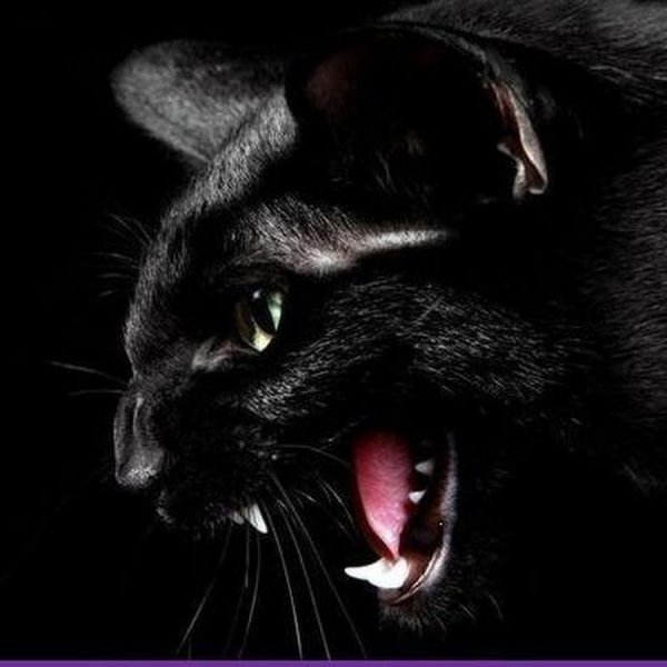 Злая черная кошка