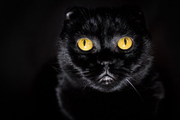 Шотландская вислоухая кошка черная с желтыми глазами
