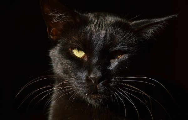 Брутальный черный кот