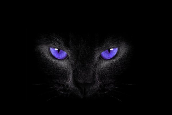 Чёрная кошка с голубыми глазами