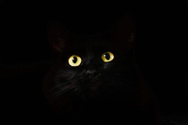 Черный кот взгляд