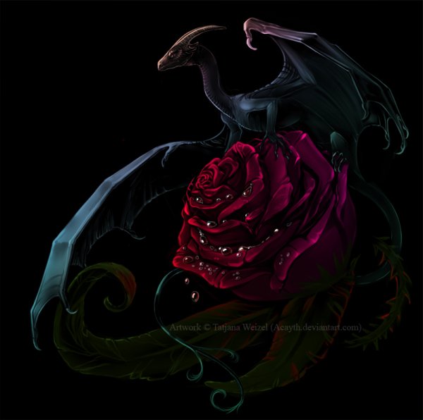 Дракон чёрной розы