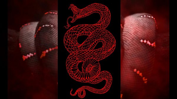 Змея на Красном фоне