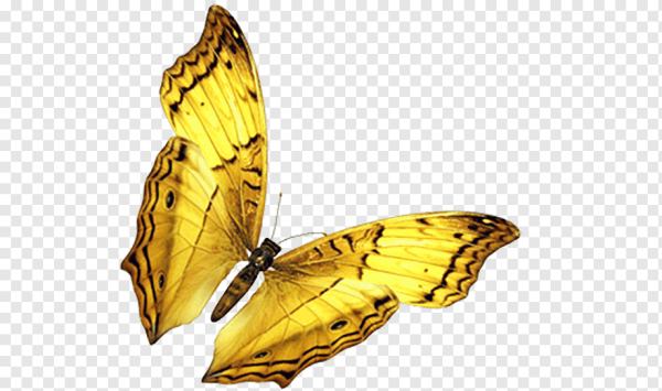 Золотые бабочки на прозрачном фоне