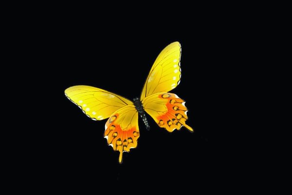 Желтая бабочка на черном фоне