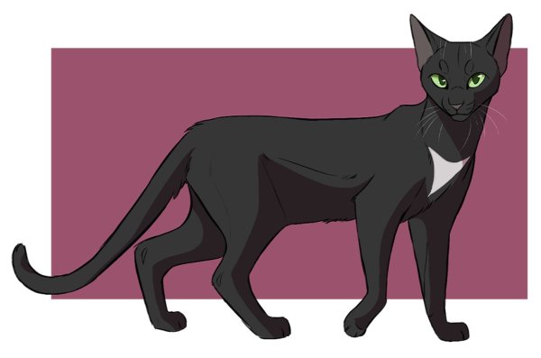 Коты Воители чёрный кот