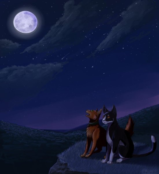 Коты-Воители. Полночь. Восход Луны