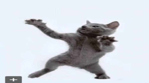 Гифка танцующего кота