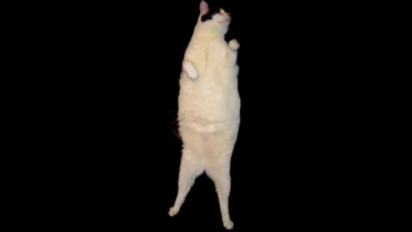 Танцующий кот Мем