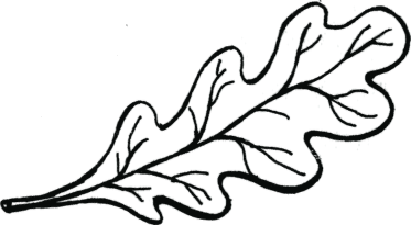 Листья раскраска