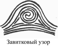 Завитковый Тип папиллярных узоров