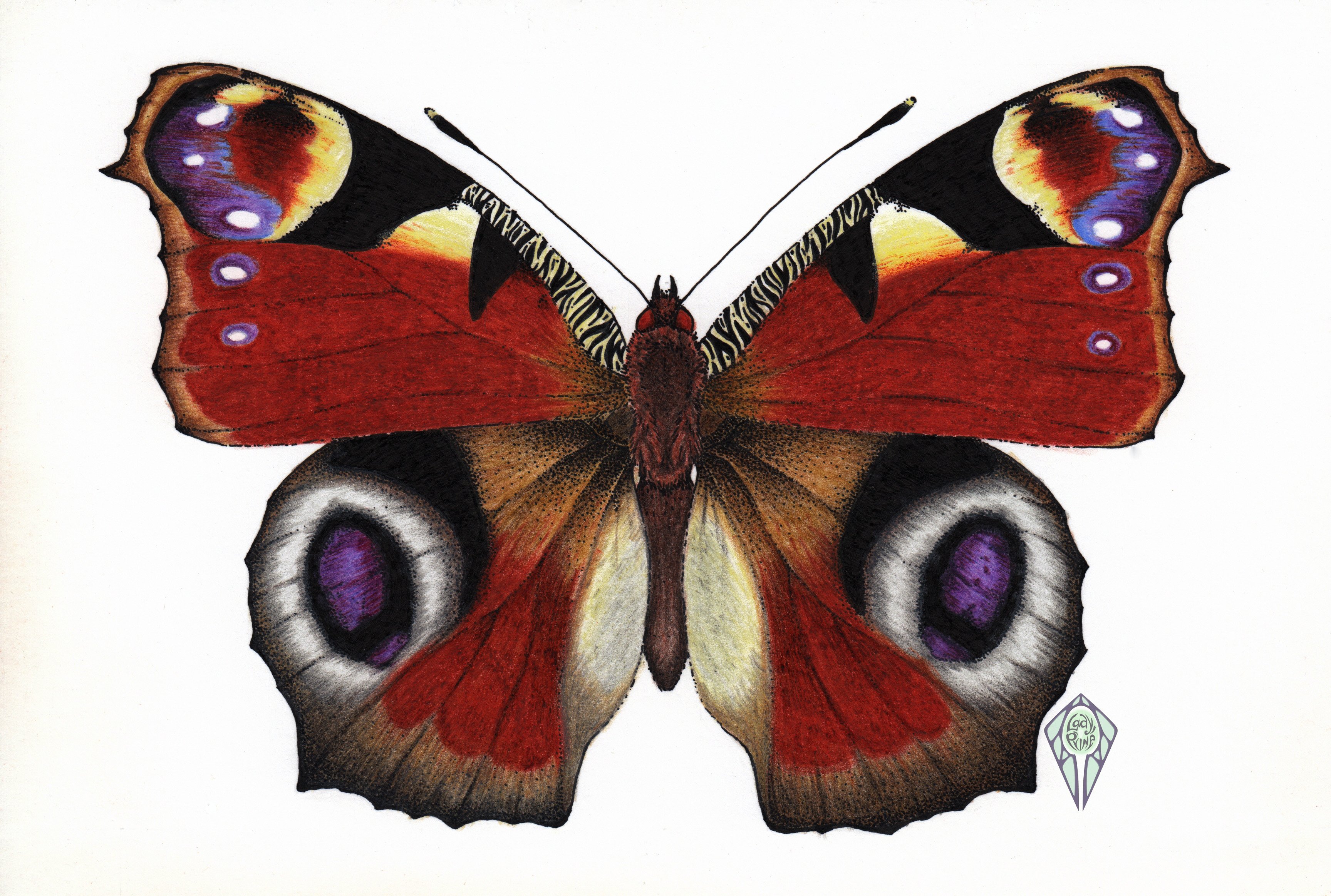 Бабочка павлиний глаз на белом фоне
