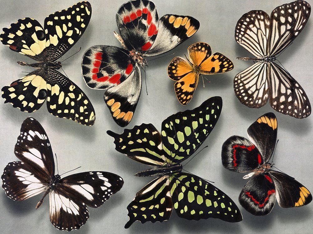 Разные крылья бабочек. Бабочки. Расцветки бабочек. Крылья бабочки. Узоры на крыльях бабочки.