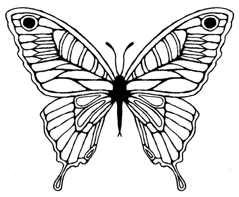 Бабочка скопировать. Раскраска "бабочки". Бабочка раскраска для детей. Бабочка рисунок. Раскраски бабочки красивые.