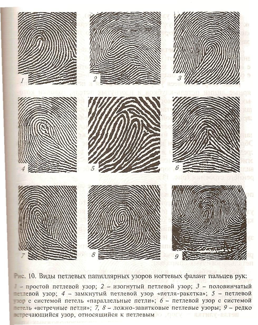 Типы папиллярных узоров пальцев рук криминалистика