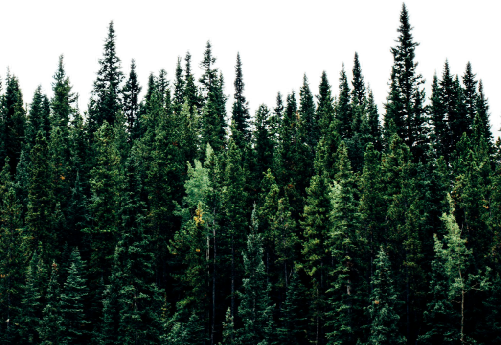 Верхушки леса. Еловый лес на прозрачном фоне. Лес на белом фоне. Хвойный лес макушки. Без хвойный