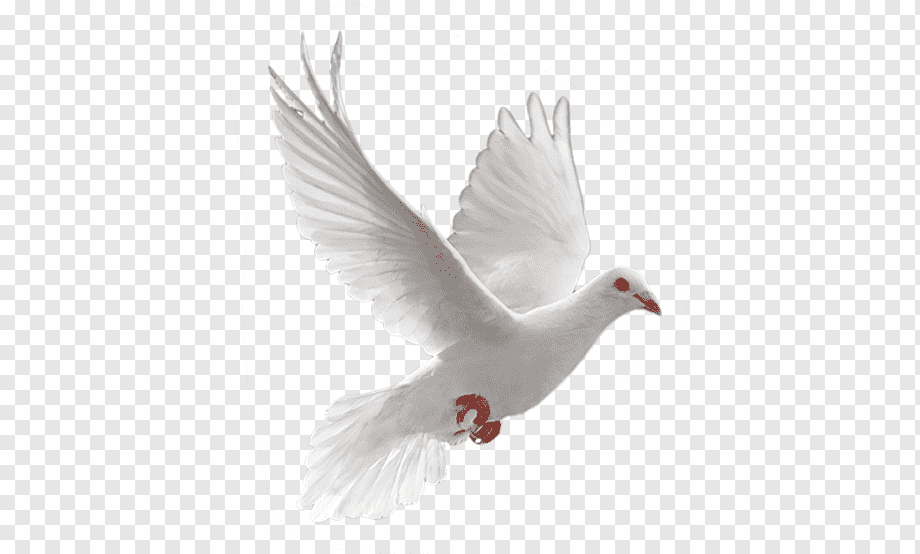 Картинки голуби на 9. Белый голубь. Белый голубь на прозрачном фоне. Белая птица на прозрачном фоне.