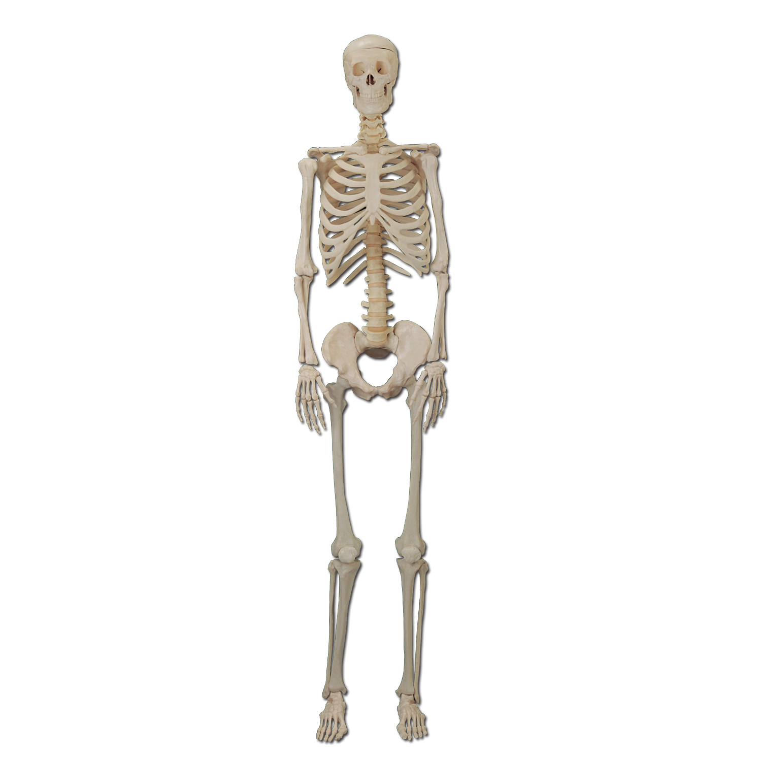 Прямо на скелет. Скелет. Человеческий скелет. Скелет на белом фоне. Скелет на прозрачном фоне.