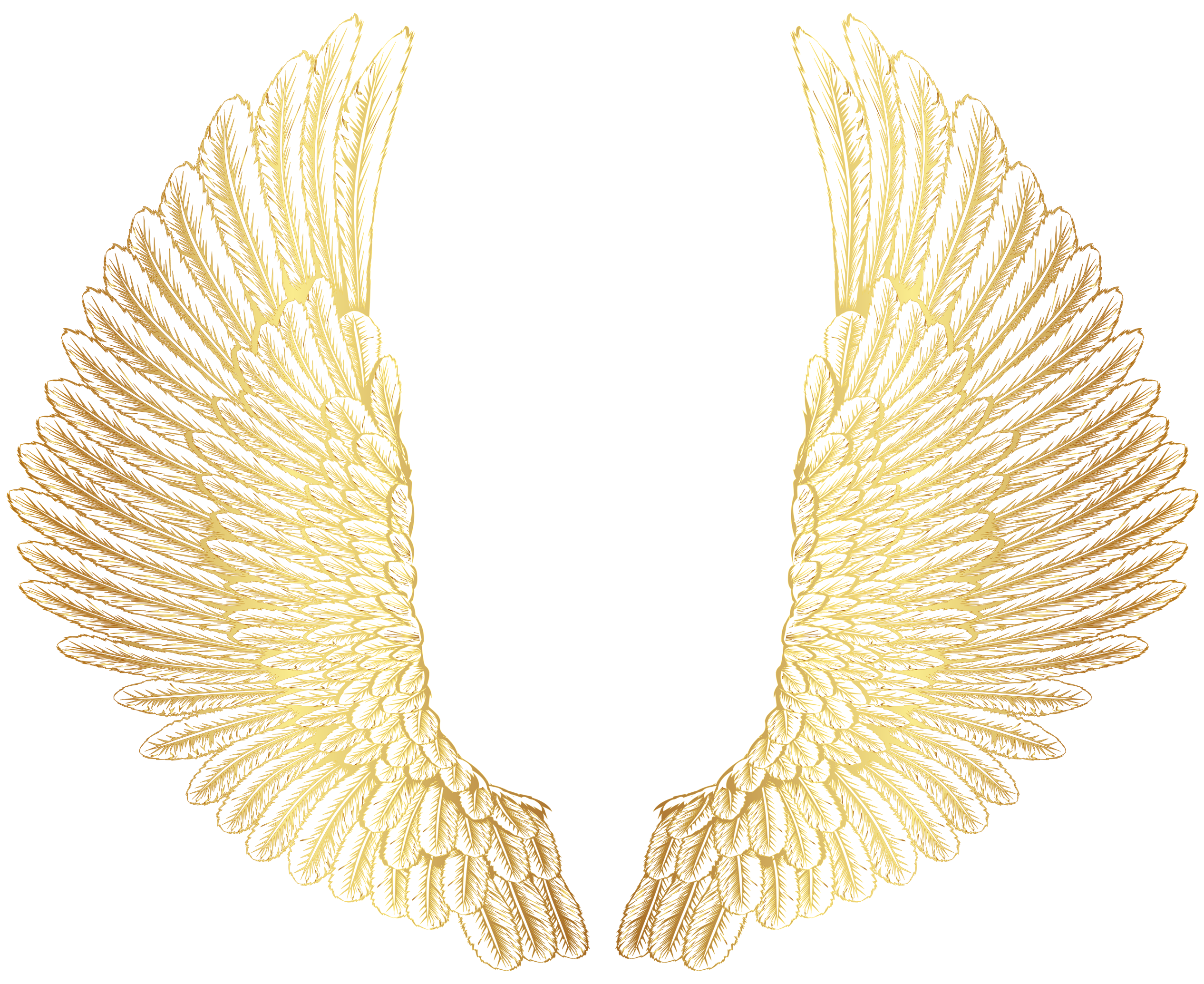 Золотистые крылья. Крылья ангела. Золотые Крылья ангела. Крылья на прозрачном фоне.