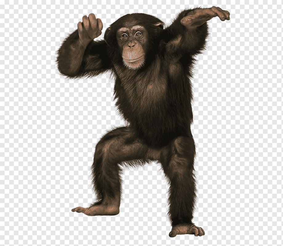 Обезьяна хромакей. Макака хромакей. I can dance chimp