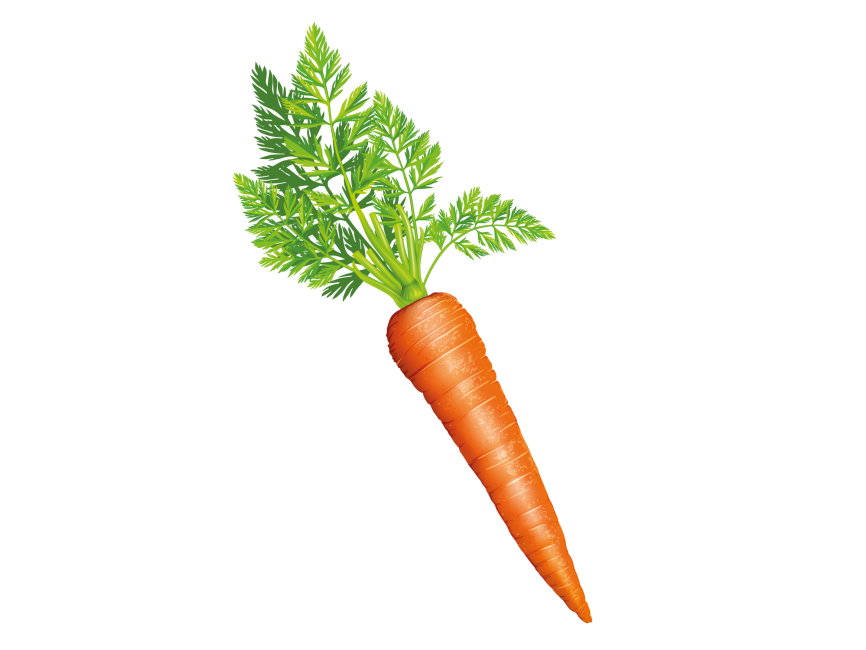 Картинка морковь на прозрачном фоне. Морковь на прозрачном фоне. Морковь без фона. Листья морковки. Морковка на прозрачном фоне.