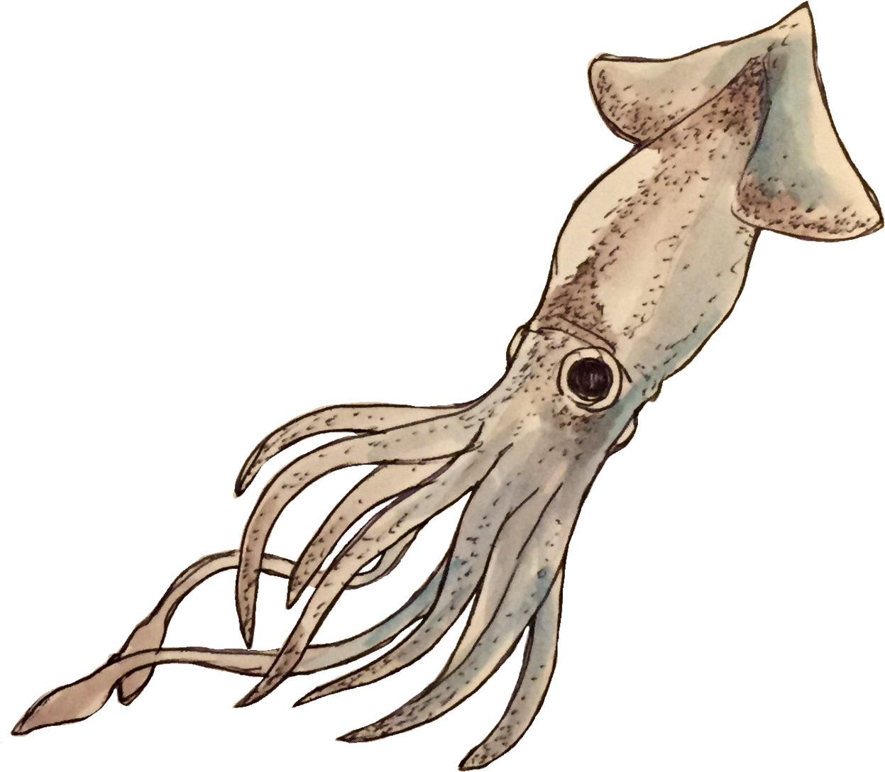 Squid game кальмар. Кальмар моллюск биология. Кальмар на белом фоне. Анатомия кальмара. Кальмар рисунок.