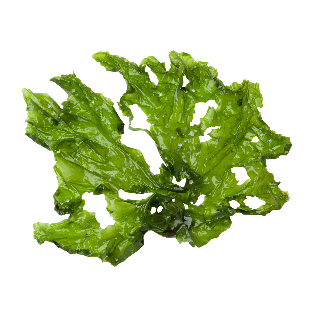 Пряным запахом водорослей. Ламинария зеленая водоросль. Ульва водоросль. Зеленые водоросли вакаме. Келп водоросли.