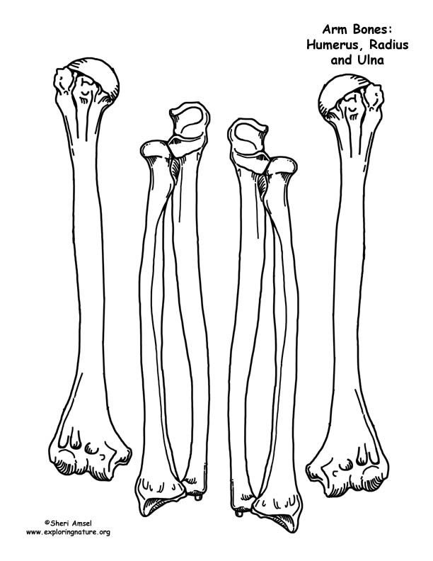 Рисунки костей на костюм кощея