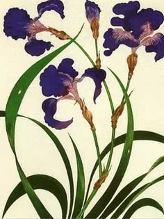 Ирисы Jeannie Foord