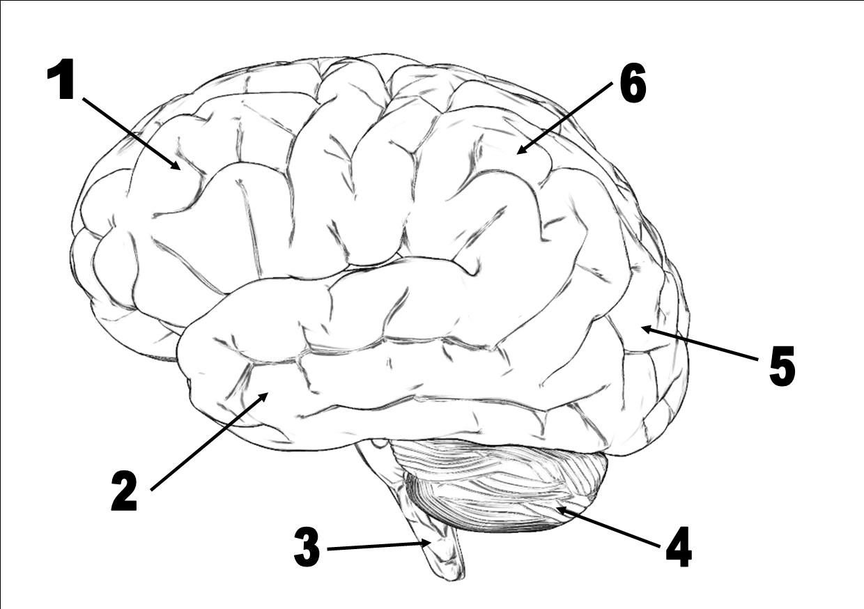 Мозг без подписей. Мозг рисунок. Мозг человека рисунок. Мозг трафарет. Мозг карандашом.