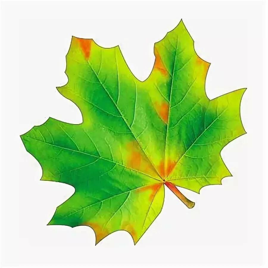 Лист рисунок цветной. Осенний кленовый лист. Кленовый листочек а4. Осенний кленовый листок. Кленовый лист 20х20.