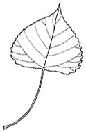 Берёза листья