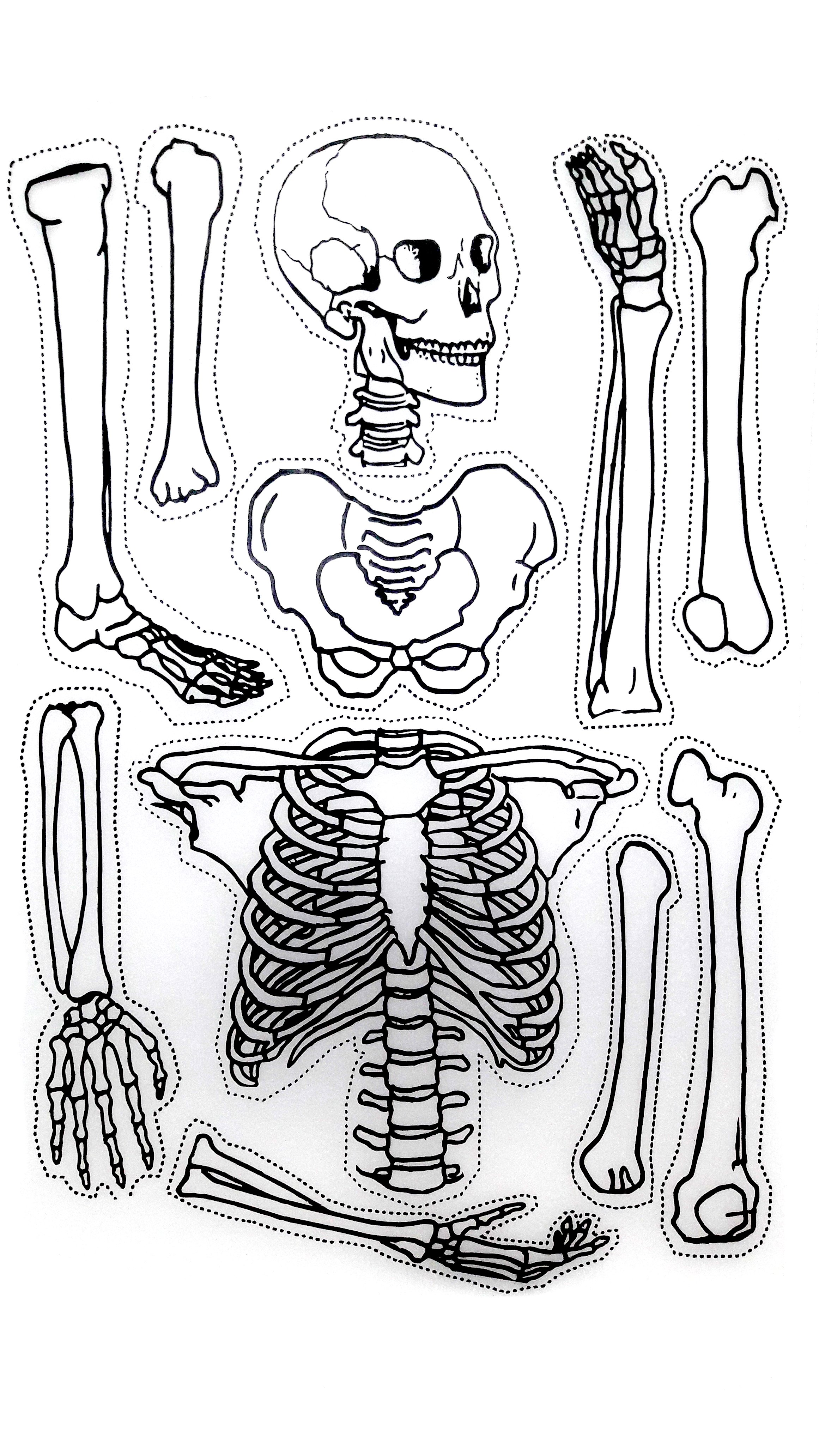 Напечатанные кости. Макет скелета. Кости скелета. Макет скелета человека. Кости человека для детей.