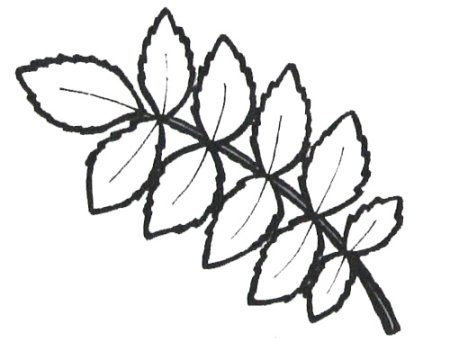 Лист рябины раскраска