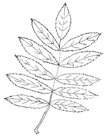 Шаблон лист рябиновый (43 фото)
